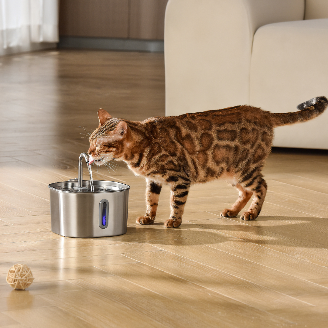 2.2L Fountain Multi-Cat Family Bundle
